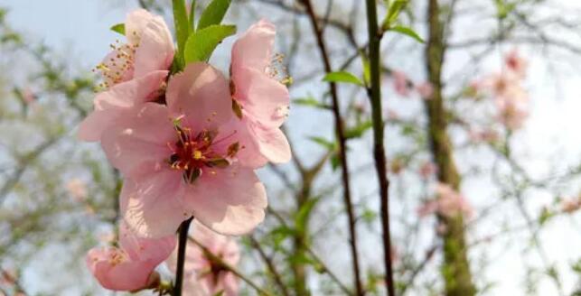 安阳市飞翔学校七、八年级学生返校复学指南